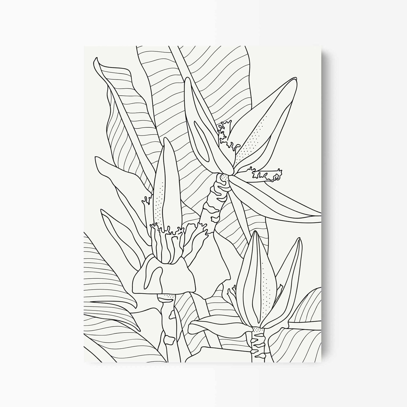 Green Lili 30x40cm / Unframed Banana Flower Line Art