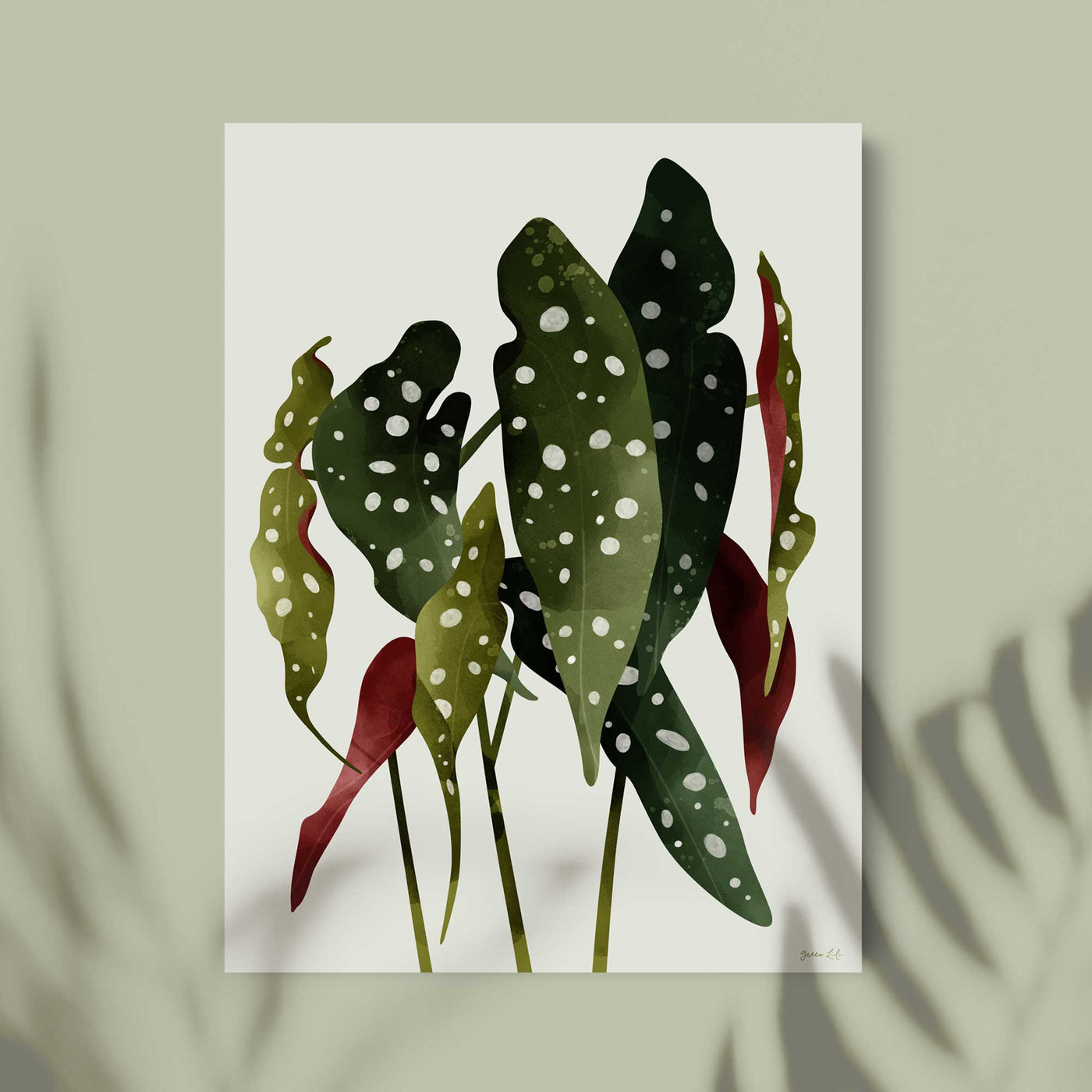 Green Lili 30x40cm / Unframed Begonia Maculata Botanical Art Print