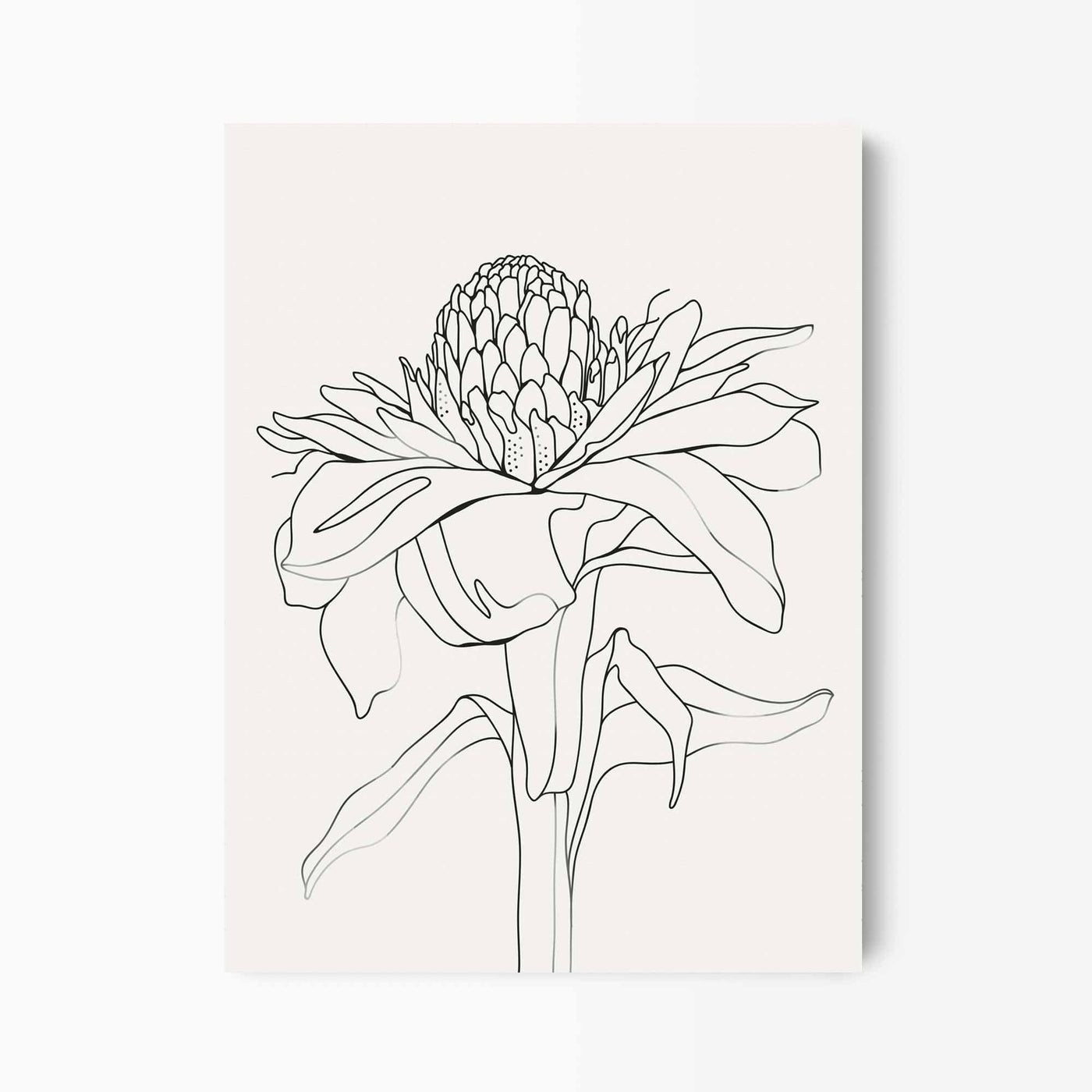 Green Lili 30x40cm / Unframed Torch Ginger Flower Line Art Print