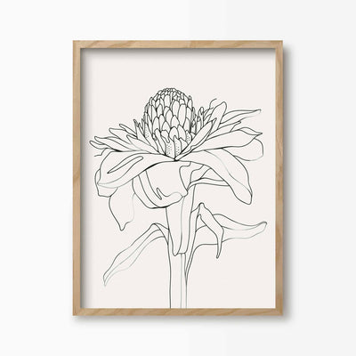 Green Lili 30x40cm / Natural Torch Ginger Flower Line Art Print