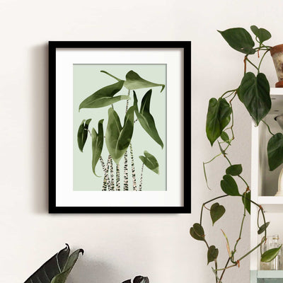 Green Lili 30x40cm (12x16") / Black Frame + Mount Alocasia Zebrina Plant Print