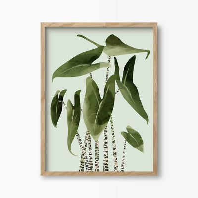Green Lili Alocasia Zebrina Plant Print