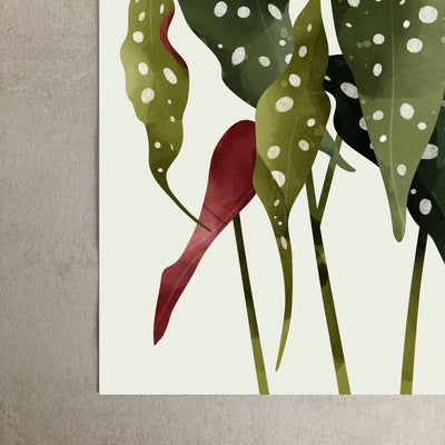 Green Lili Begonia Maculata Plant Art Print