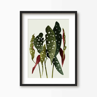 Green Lili 30x40cm (12x16") / Black Frame + Mount Begonia Maculata Plant Art Print