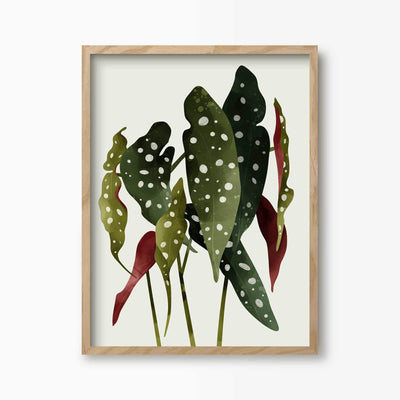 Green Lili 30x40cm (12x16") / Natural Frame Begonia Maculata Plant Art Print