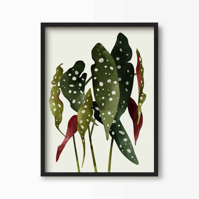 Green Lili 30x40cm (12x16") / Black Frame Begonia Maculata Plant Art Print